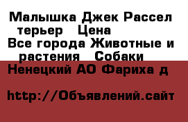 Малышка Джек Рассел терьер › Цена ­ 40 000 - Все города Животные и растения » Собаки   . Ненецкий АО,Фариха д.